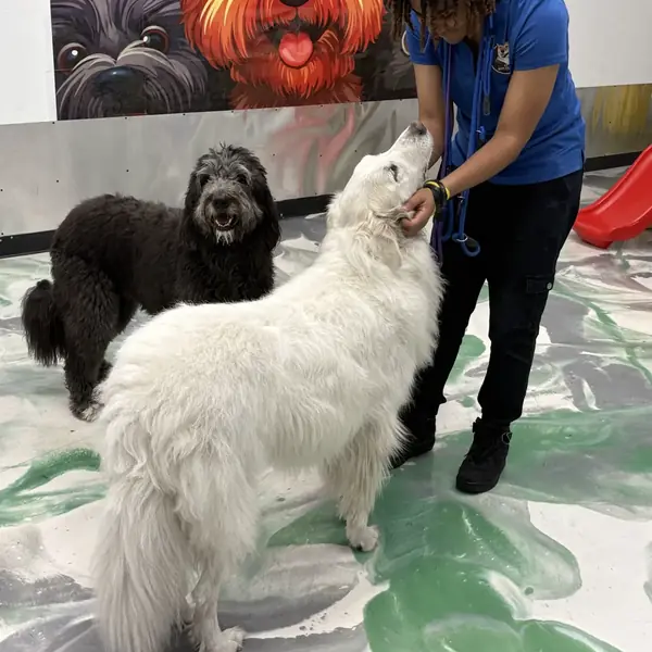 Happy pup during daycare at K9 Rox Club